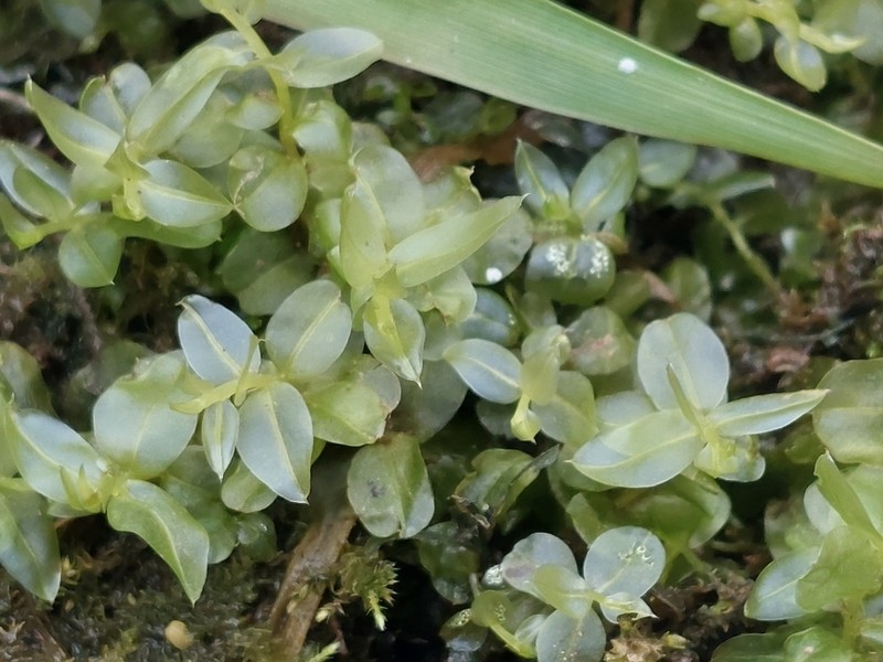 Plagiomnium Moss photo 8