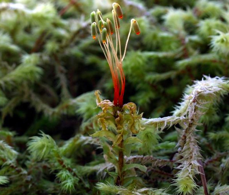 Plagiomnium Moss photo 2