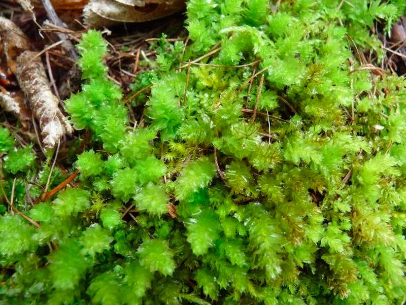 Plagiomnium Moss