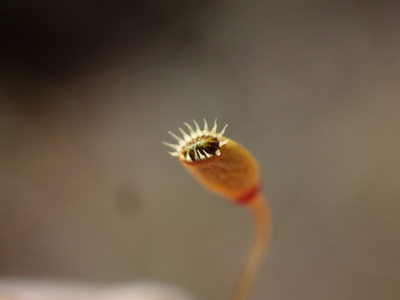 Plagiomnium Moss photo 4