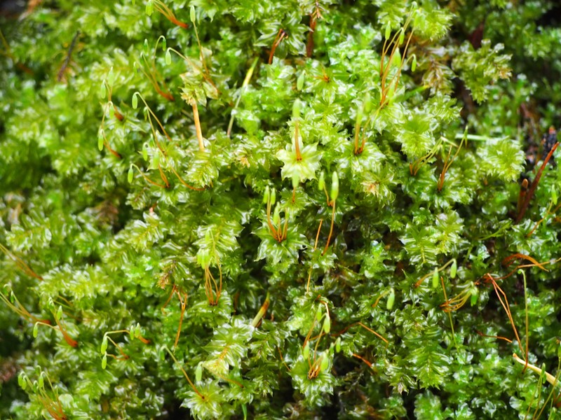 Plagiomnium Moss photo 5