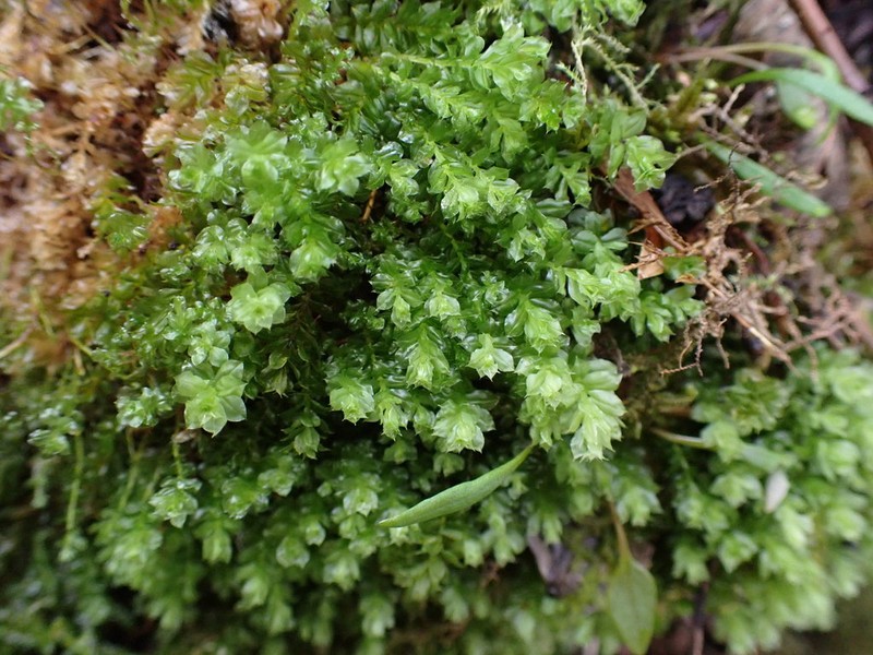 Plagiomnium Moss photo 6