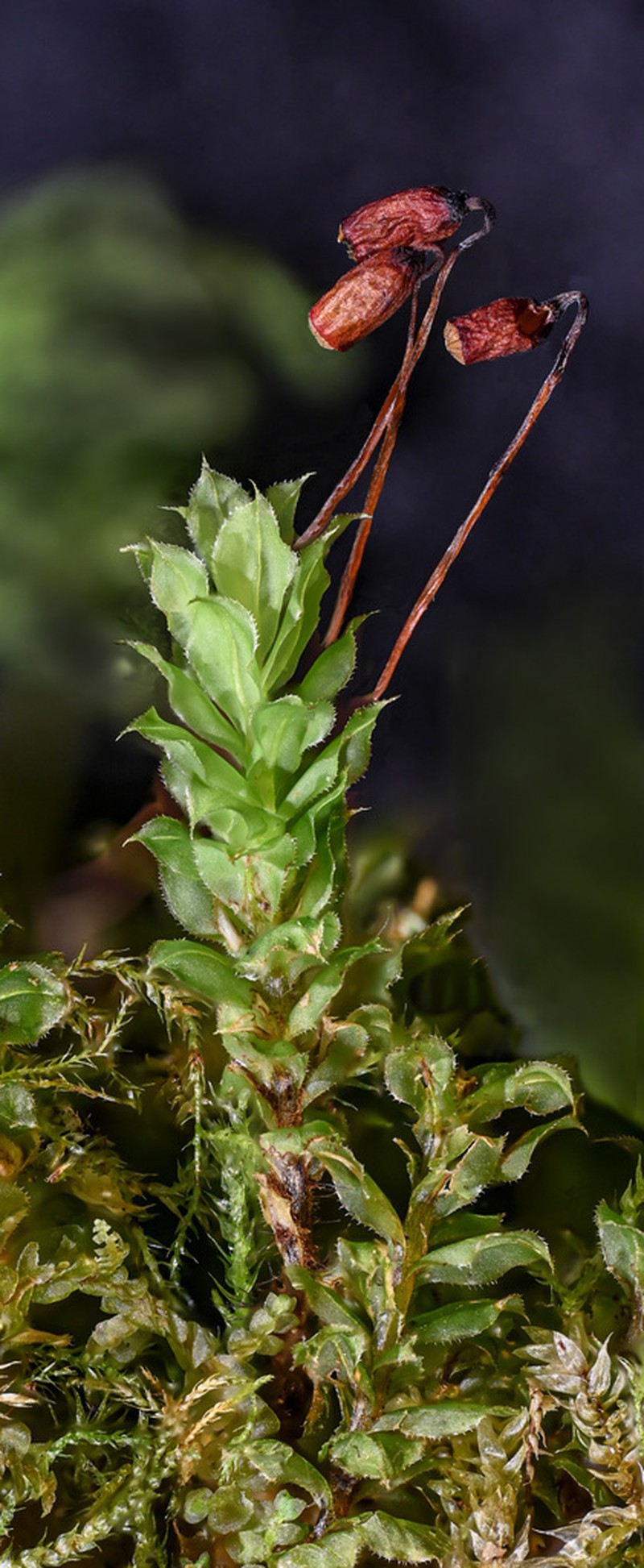 Plagiomnium Moss photo 7