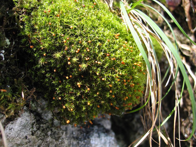 Oeder's Plagiopus Moss