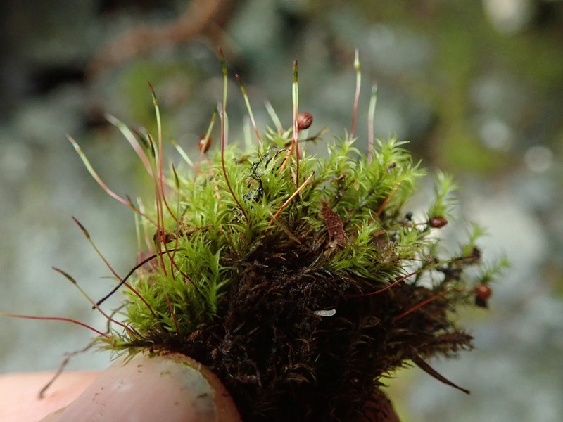Oeder's Plagiopus Moss