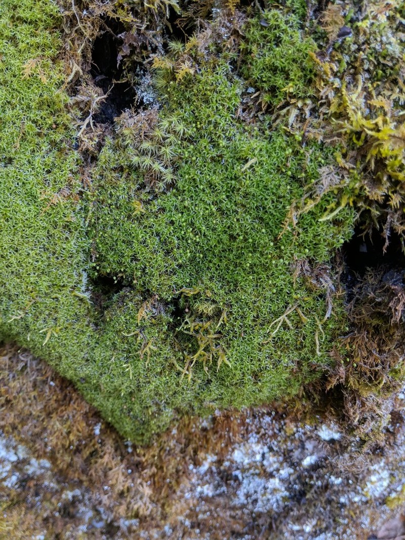 Oeder's Plagiopus Moss photo 2