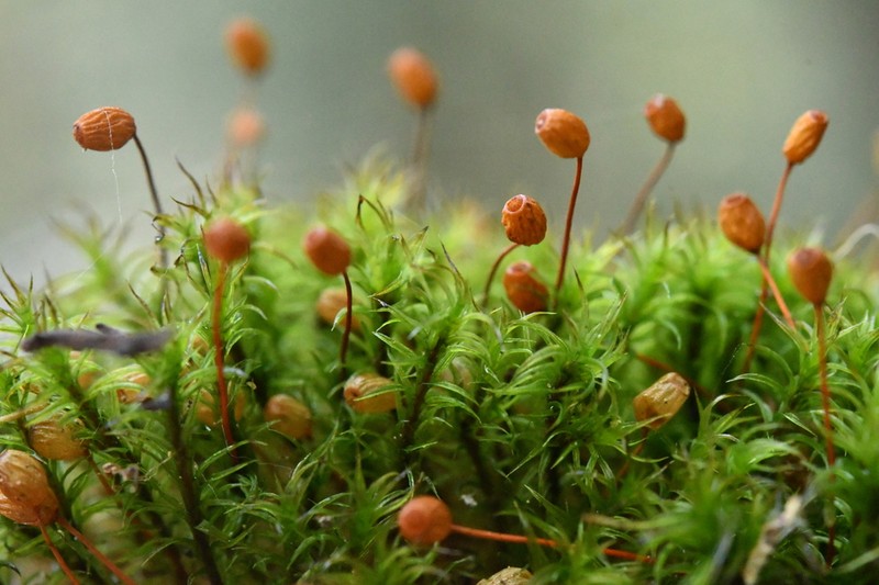 Oeder's Plagiopus Moss photo 3