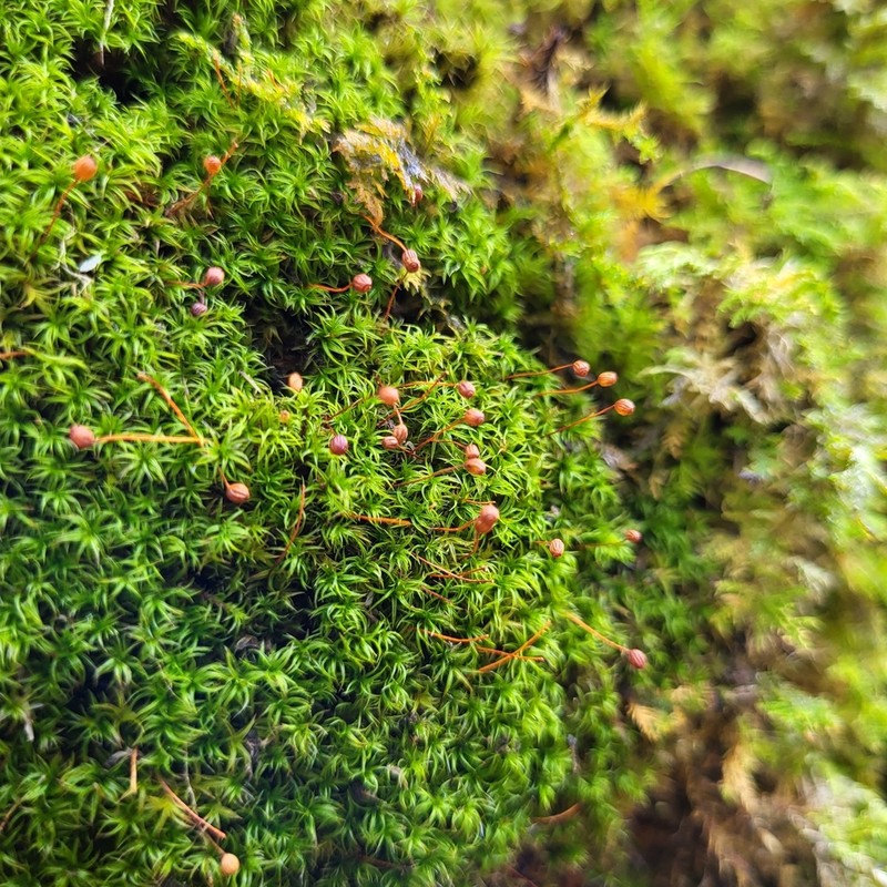 Oeder's Plagiopus Moss photo 4