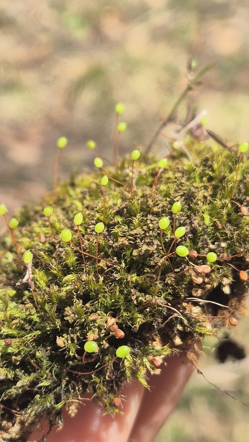 Oeder's Plagiopus Moss photo 5