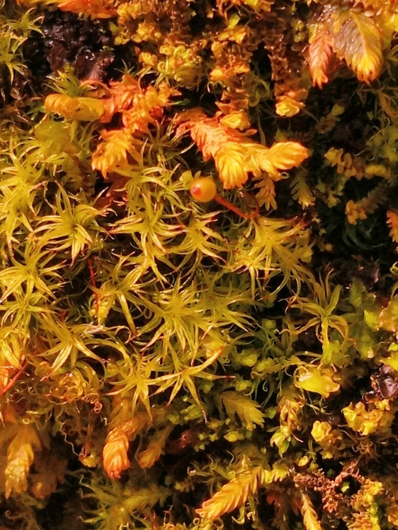 Oeder's Plagiopus Moss photo 6
