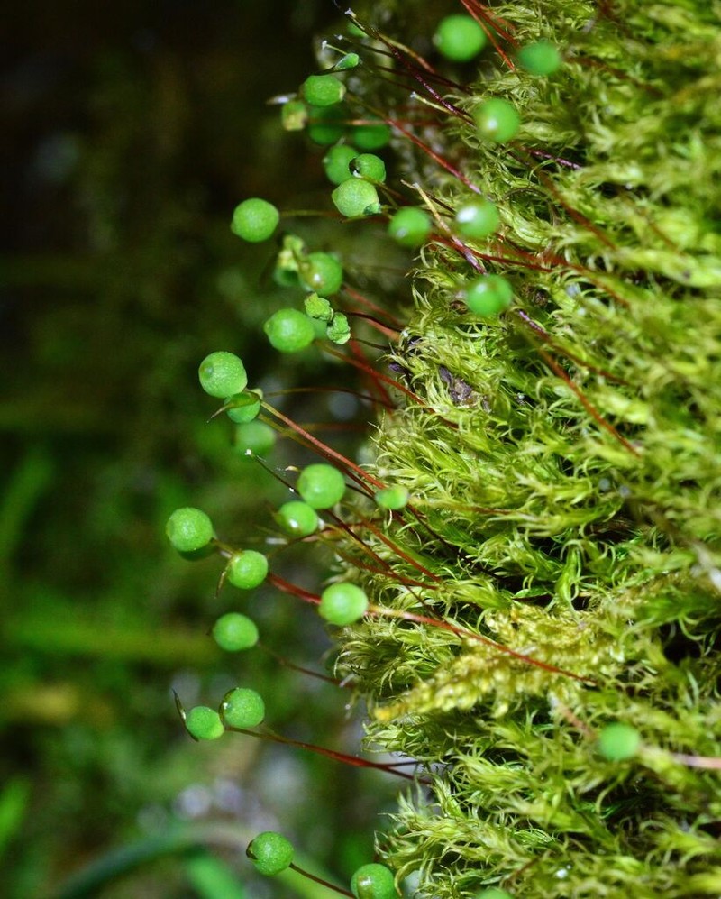 Oeder's Plagiopus Moss photo 7