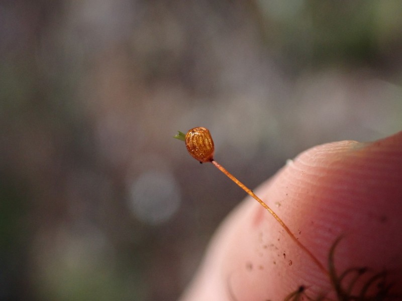 Oeder's Plagiopus Moss photo 8