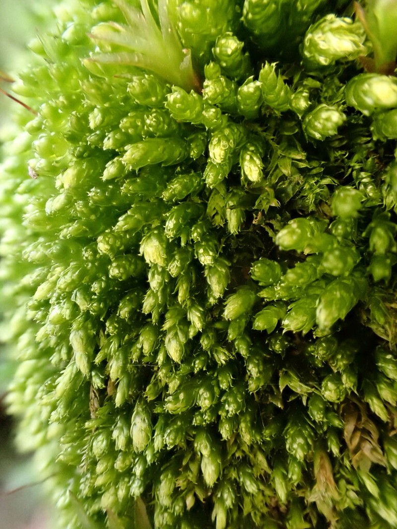 Plagiothecium Moss