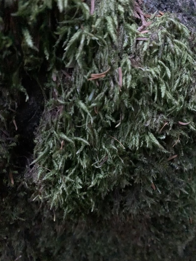 Plagiothecium Moss photo 2
