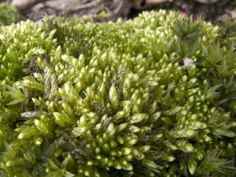 Plagiothecium Moss photo 3