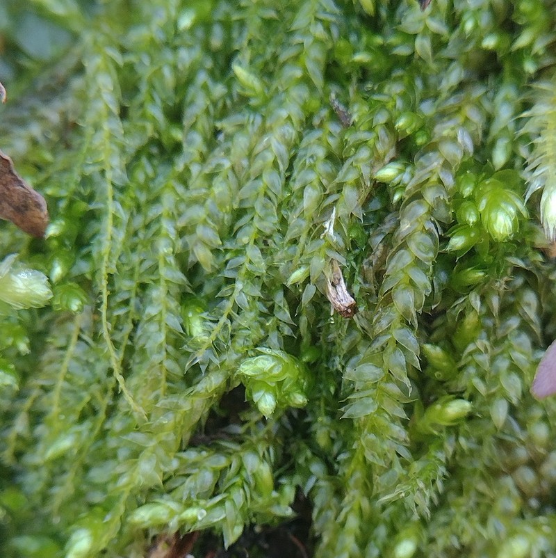 Plagiothecium Moss photo 4