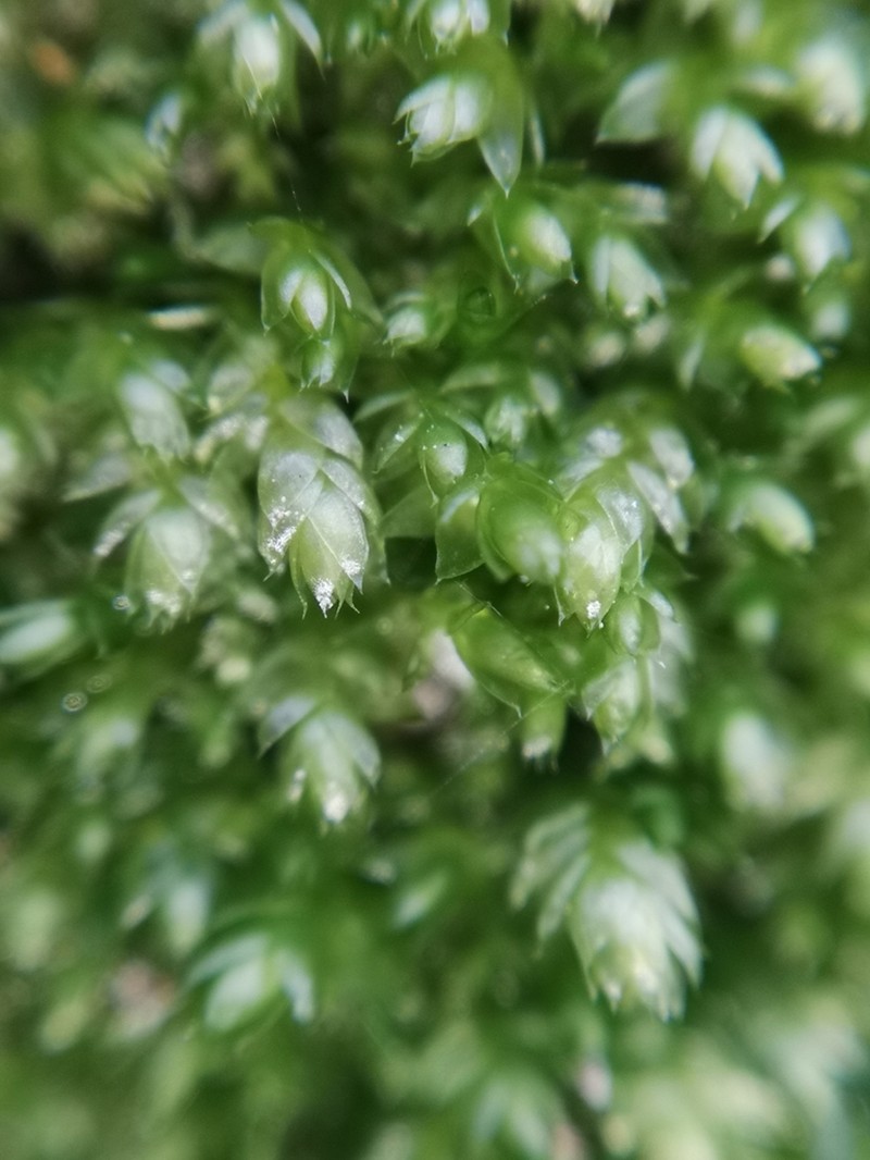 Plagiothecium Moss photo 5