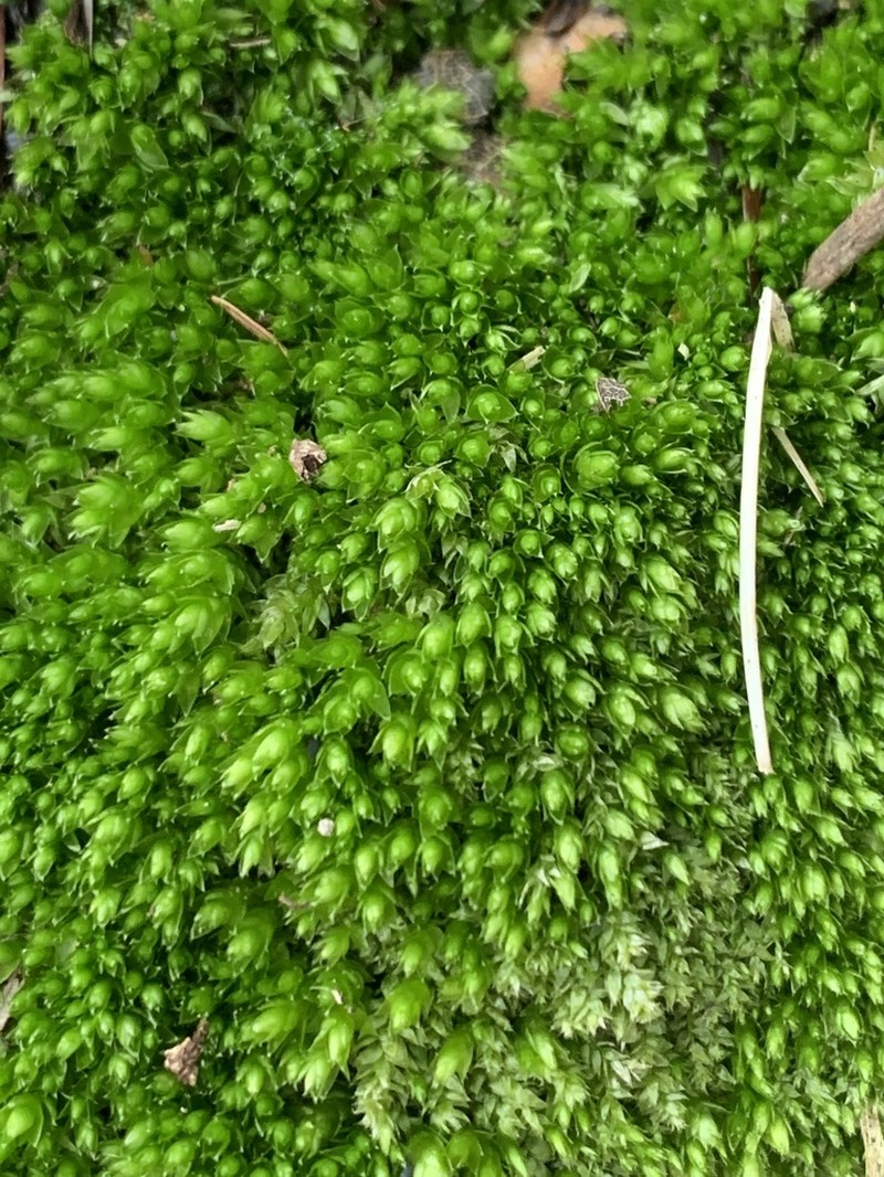 Plagiothecium Moss photo 6