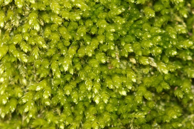Plagiothecium Moss photo 7