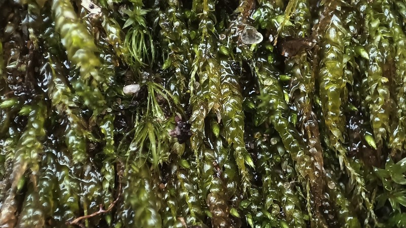 Plagiothecium Moss photo 8