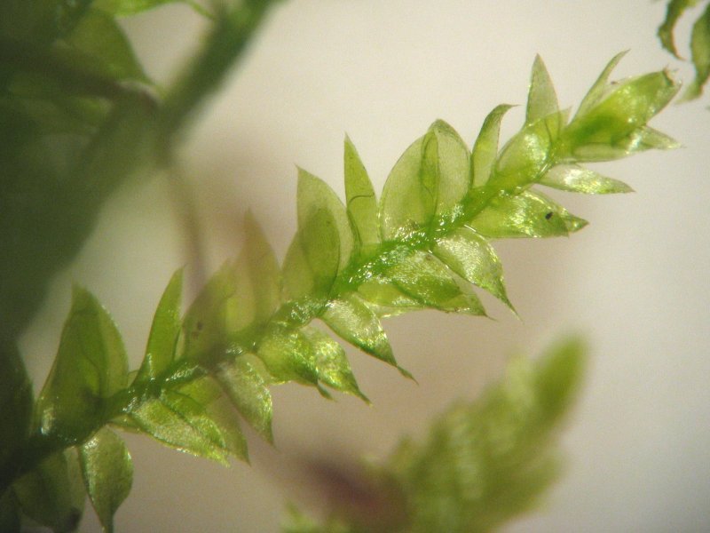 Toothed Plagiothecium Moss