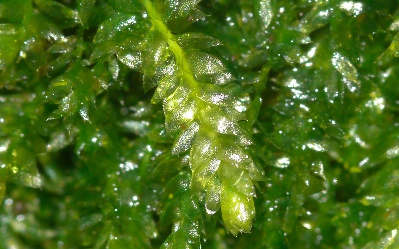 Toothed Plagiothecium Moss