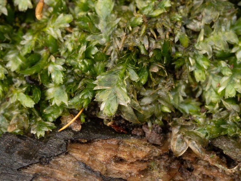 Toothed Plagiothecium Moss photo 2