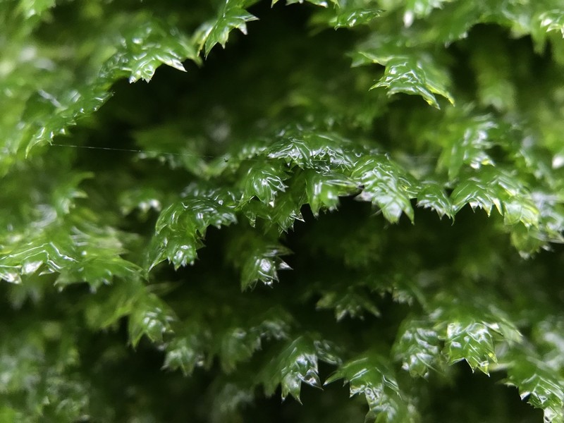 Toothed Plagiothecium Moss photo 3