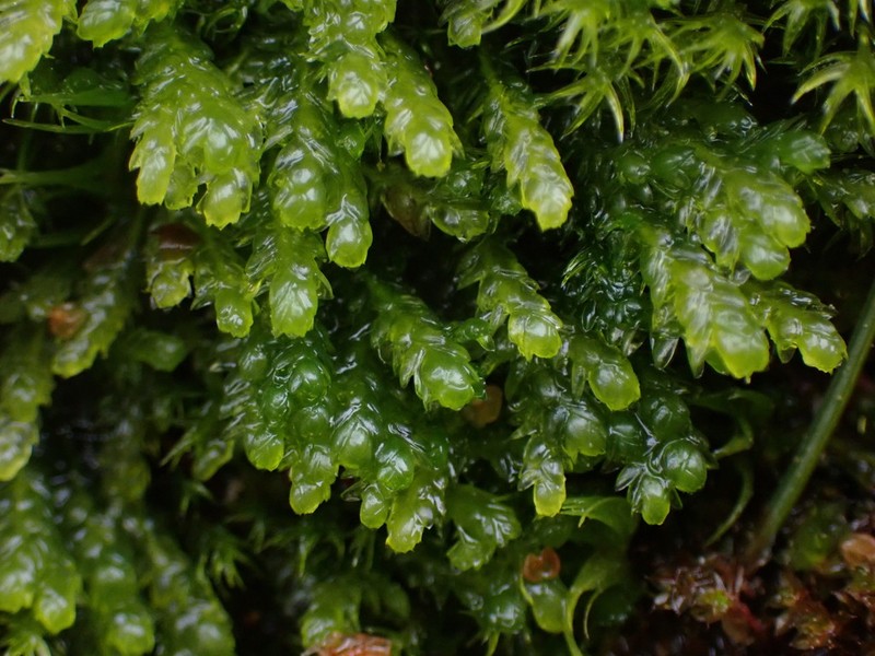 Toothed Plagiothecium Moss photo 4