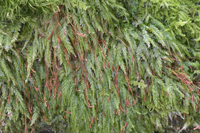 Toothed Plagiothecium Moss photo 5