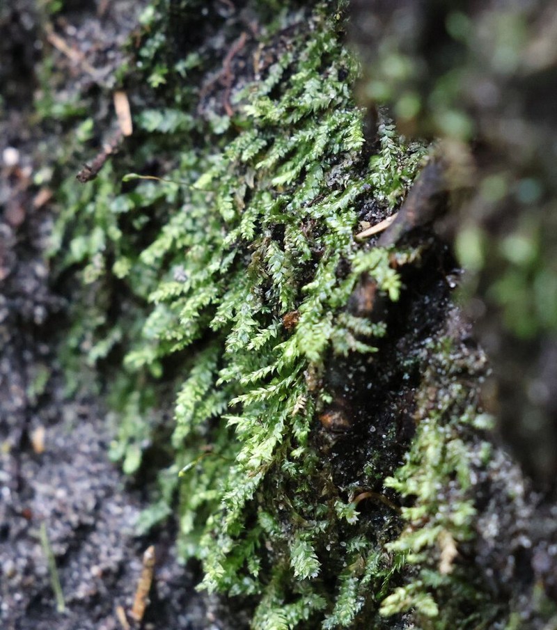 Toothed Plagiothecium Moss photo 6