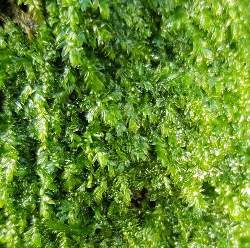 Toothed Plagiothecium Moss photo 7