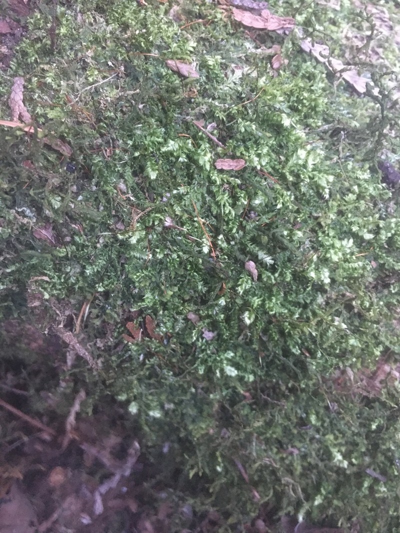Toothed Plagiothecium Moss photo 8
