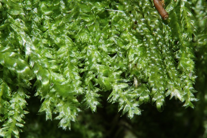 Plagiothecium Moss