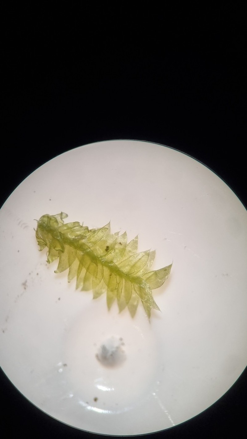 Plagiothecium Moss