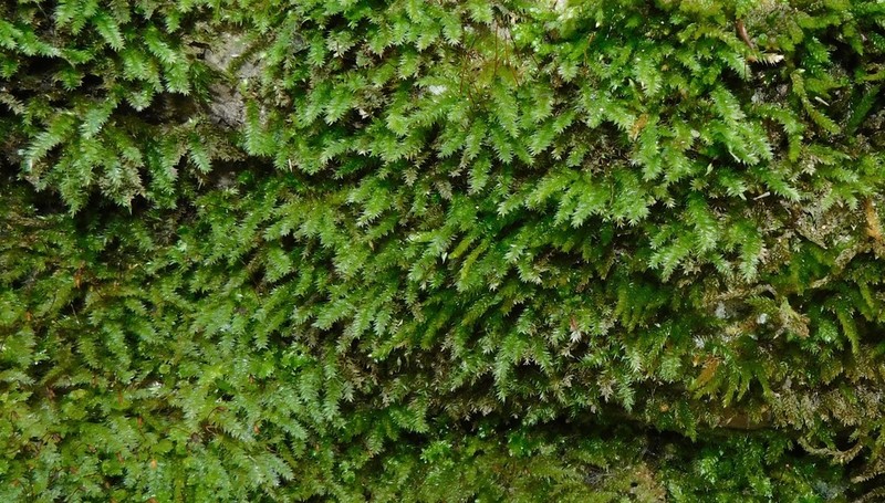 Plagiothecium Moss photo 2