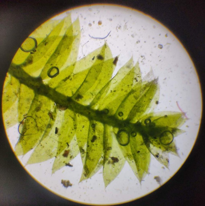 Plagiothecium Moss photo 3