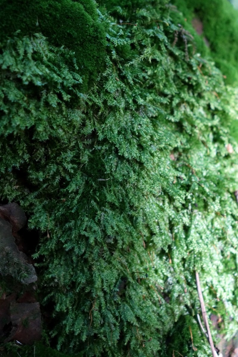 Plagiothecium Moss photo 4