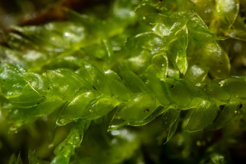 Plagiothecium Moss photo 5