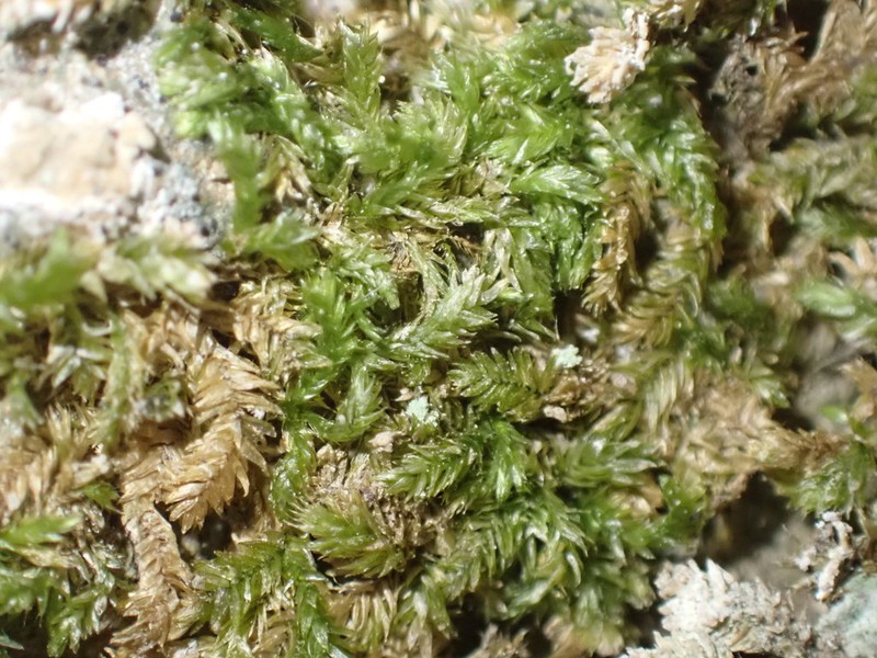 Plagiothecium Moss photo 6