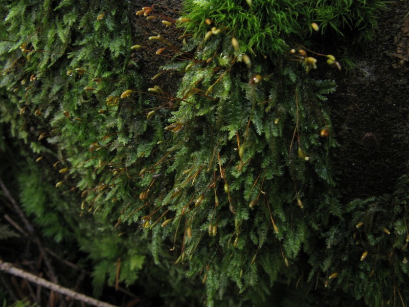Plagiothecium Moss photo 7