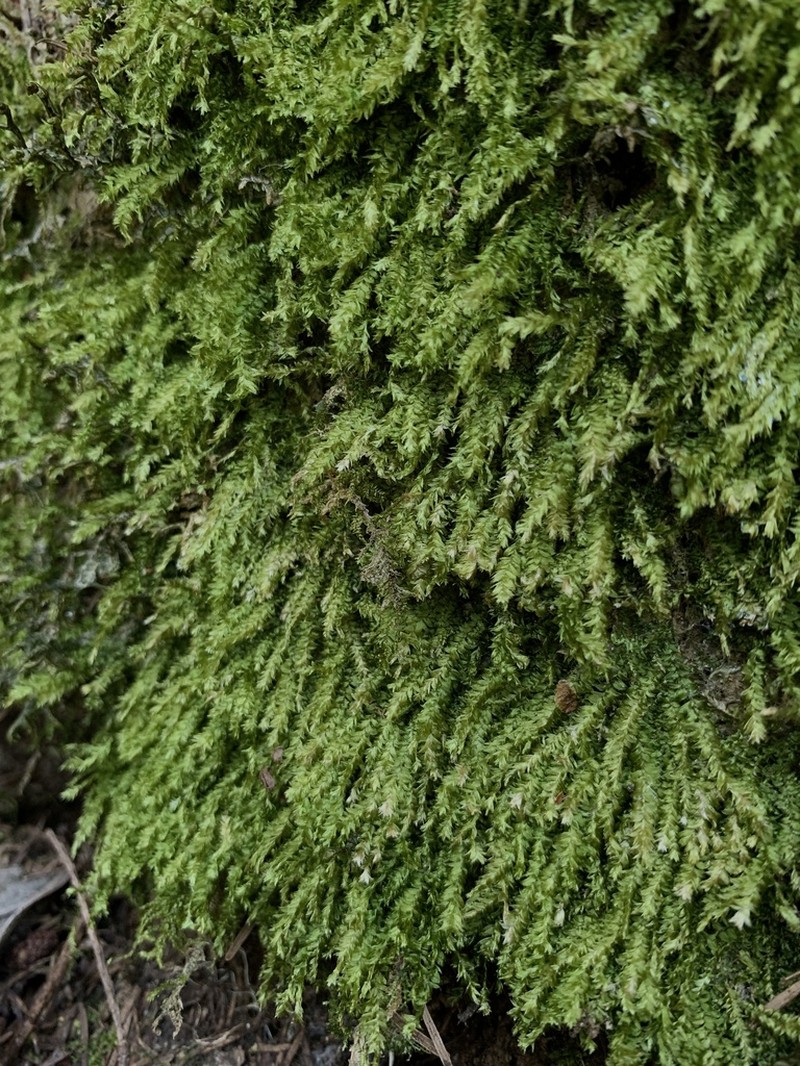 Plagiothecium Moss photo 8