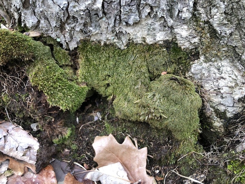 Plagiothecium Moss