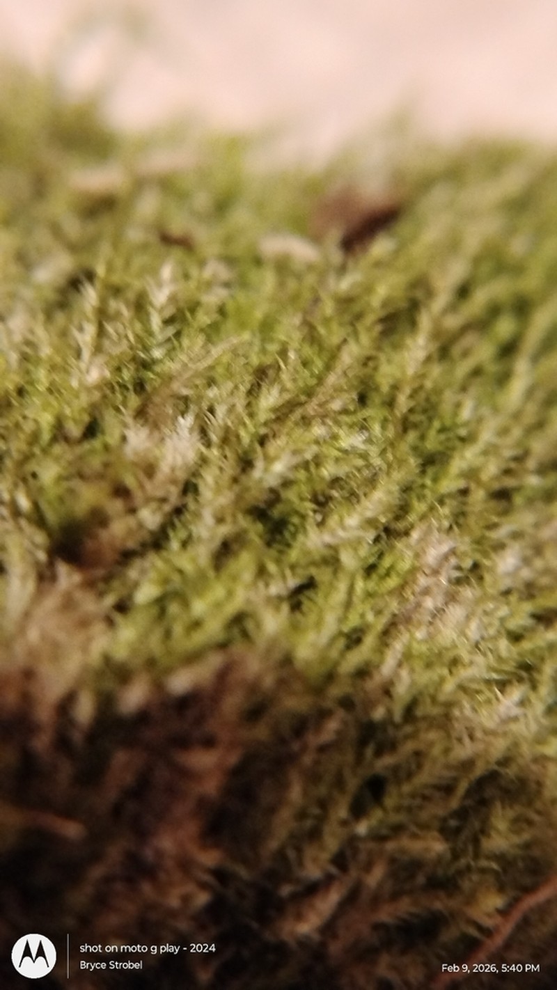 Plagiothecium Moss photo 2