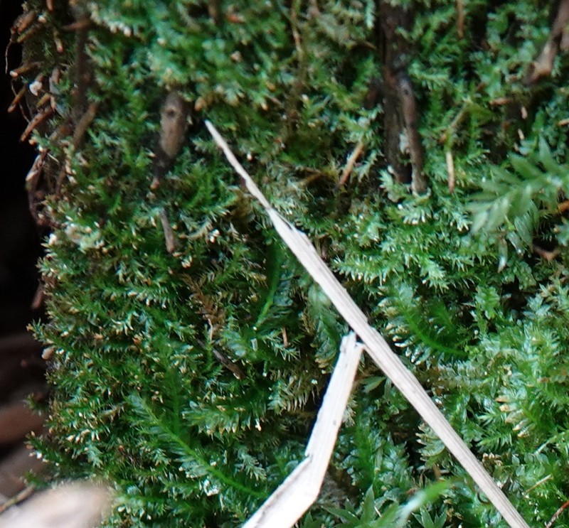Plagiothecium Moss photo 4