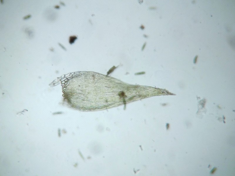 Plagiothecium Moss photo 5