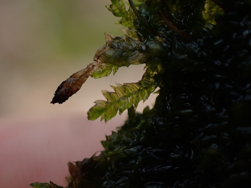 Plagiothecium Moss