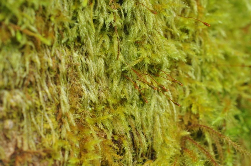 Plagiothecium Moss photo 2