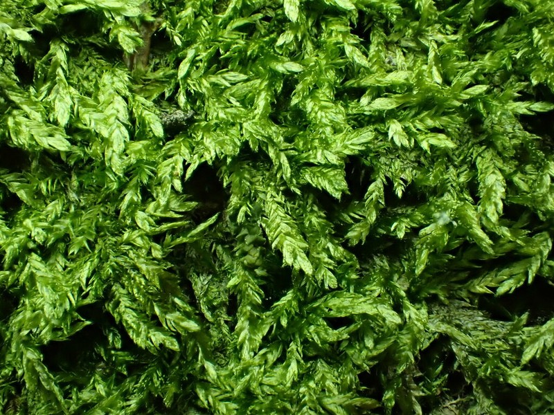 Plagiothecium Moss photo 3