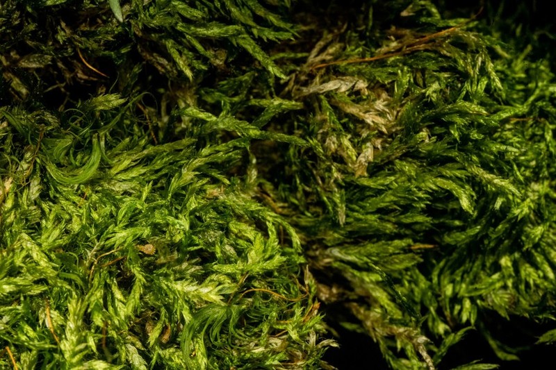 Plagiothecium Moss photo 4